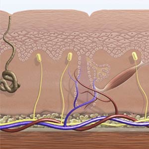 Funktion dauerhafte Haarentfernung, Praxis Dermatologie Hamburg, Dermatologikum Eppendorf